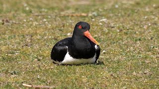 Eurasian Oystercatcher and its Call [upl. by Ozneral]