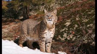 Bobcat Sounds  Ringtones for Android  Animal Ringtones [upl. by Stretch]