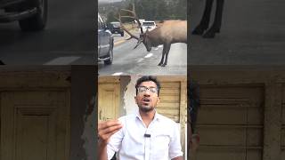 ఒకసారి ఈ కథ చూడండి 😍 Deer story in telugu shorts telugureels telugushortsvideos stories in telugu [upl. by Eatnwahs]