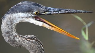 Great blue heron bird opening beak  mouth wide  call sound [upl. by Rosio942]