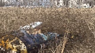 Open Dry Feeding Honey Bees terrific activity around the feeders today  April 15 2019 [upl. by Manya]