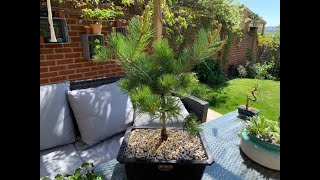 Bonsai Repotting of root bound Pinus parviflora glauca the 5 needle pine [upl. by Snah]