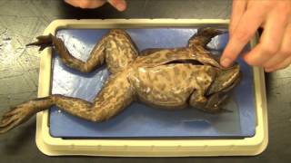 Bullfrog Dissection quotBasicquot [upl. by Annaitsirk256]