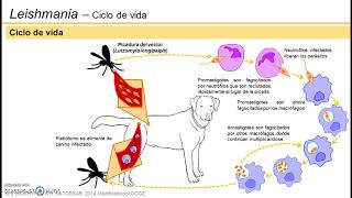 Leishmaniasis visceral  Ciclo de vida [upl. by Animar]