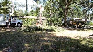 Cherry Tree Removal  Crickets Tree Service Part 1 [upl. by Eidnam]