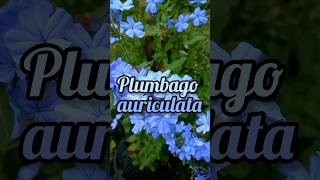 Plumbago auriculata [upl. by Enamart]