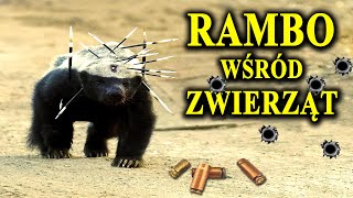 RATEL  Kuloodporny Nieśmiertelny i Nieustraszony Zwierz [upl. by Nimoynib]