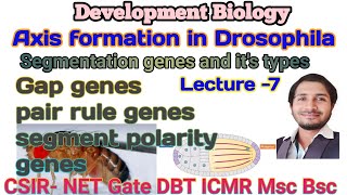 Axis formation in Drosophila L7 types of Segmentation genes for CSIR net Gate DBT ICMR MSc Bsc [upl. by Nahtanoy]