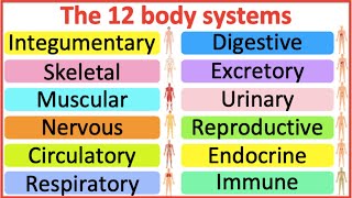 12 Organ Systems  Roles amp functions  Easy science lesson [upl. by Acinot]