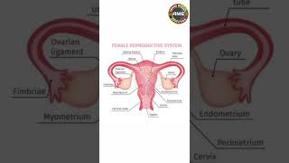 female reproductive system arbindmedicaleducation [upl. by Yentirb209]