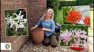 How to plant Nerines bulbs  FarmerGracycouk [upl. by Ainirtak]