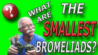 What Is The Smallest Bromeliad [upl. by Lederer]