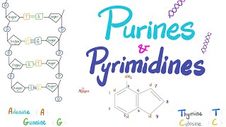 Purines Pyrimidines Nucleotides Nucleosides DNA RNA Denaturation amp Annealing [upl. by Endres589]