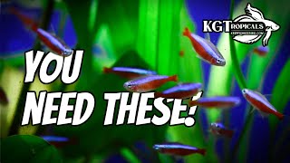 Every Fish Keeper Should Have These 10 Things Every Fish Keeper Should Have [upl. by Yerhcaz]