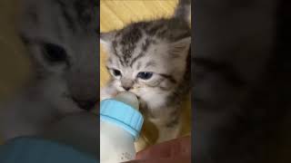 Hcatcatlover fumny fumnyvideos foryou fypage fyp fumnycatcats [upl. by Airamanna492]