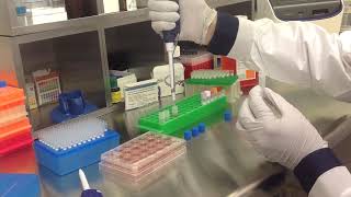 Altogen Biosystems In Vitro CHO Transfection Tutorial [upl. by Fabiano418]