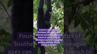 Gibbon didyouknow facts [upl. by Neelear]