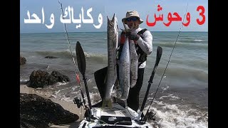 فيديو 24 صيد كنعد و بركود أحجام كبيرة بالكاياك Fishing Kayak Catch Giant Barracuda and kingfish [upl. by Rosaleen]