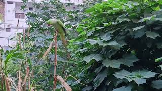 cute parrot feeding cute parrot  parrot feeding bazra [upl. by Perot227]