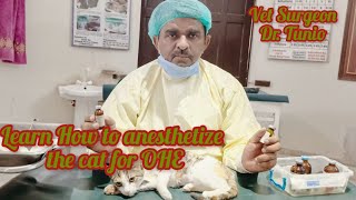 Learn How to anesthetize the cat for OHE drtunio cat  anesthesia [upl. by Hutton]