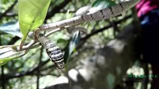 Sri lankan flying snake Chrysopelea taprobanica Dangara Danda [upl. by Macfadyn]