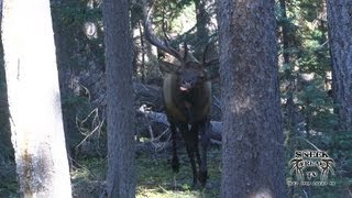 AZ Elk Videos  6 Yard Bull [upl. by Monica]