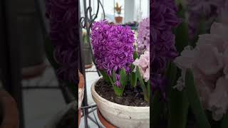 Hyacinths in full fragrant bloom 😍😍😍 [upl. by Arrais]