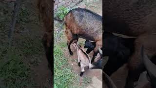 Bakri ke do chhote chhote bache [upl. by Grath661]