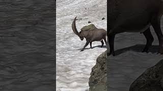 Ein kräftiger Steinbock🫶sucht eine Abkühlung🍀mein Kanal❤️‍🔥Bergwelt Schweiz🇨🇭💫🇨🇭 [upl. by Ahseeyt]