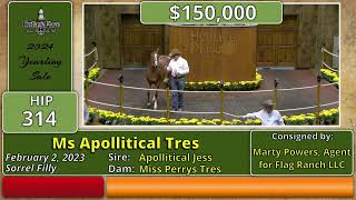 2024 Heritage Place Quarter Horse Yearling Sale Day Two Hip 314 235000 Ms Apollitical Tres [upl. by Perdita]