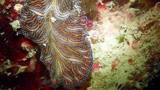 Swimming With Rare Sea Creatures Persian Carpet Flatworm  WooGlobe [upl. by Deni]