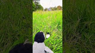 When Pecky the penguin doesnt like the grass penguin pecky hamsters funny grass shorts [upl. by Teresita650]