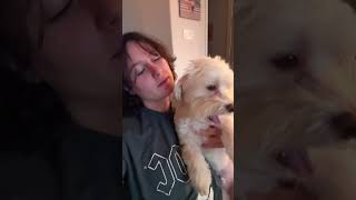 dog adorable havanese albino trend [upl. by Harp]