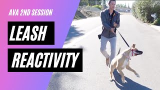 Watch huge leash reactivity improvements with my method [upl. by Gilder]