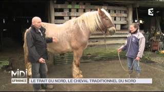 ANIMAUX  Le trait du nord le cheval traditionnel du nord [upl. by Girard207]