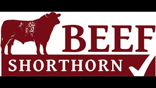 Beef Shorthorn Judging at Stirling Bull Sales on Sunday 20th October 24 [upl. by Severson]