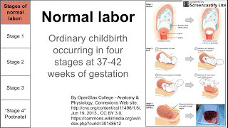 Normal labor ordinary delivery [upl. by Duck]