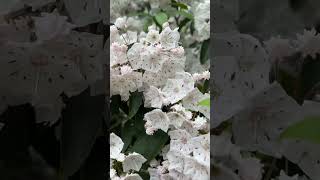 Kalmia latifolia [upl. by Leinaj]