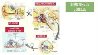 fonctionnement oreille avancé [upl. by Ahsier]
