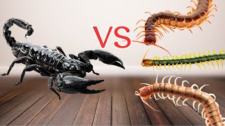 Scorpion vs three centipedes Unexpected ending [upl. by Screens]