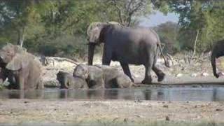 elephants bath in a waterhole  Etosha Namibia [upl. by Howlend583]