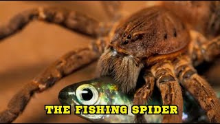 The Fishing Spider [upl. by Nosoj15]