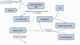 Methyl Trap of Homocysteine Cycle  Folate and B12 [upl. by Albertson]