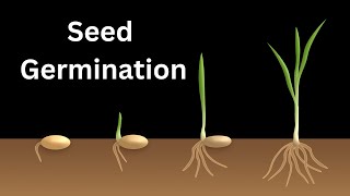 Seed germination Seed germination process Types of germination [upl. by Elleraj]