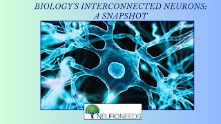 Biologys Interconnect Neurons A Snapshot [upl. by Millham589]