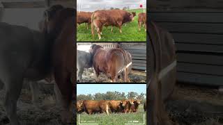 🔴 Fattening Cattle Farms ✅ Biggest Bulls And Cow bulls nelore [upl. by Rodgers256]