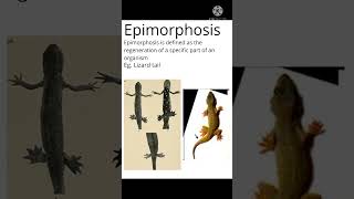 metamorphosis epimorphosis metagenesis morphallxis [upl. by Suicul]