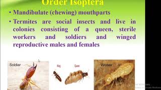 Classification Of Insect Order Isoptera  Forest Education [upl. by Alilad686]