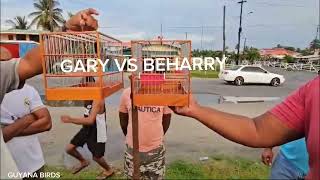 GARY VS BEHARRY TOWA TOWA BIRD RACE IN ESSEQUIBO 🇬🇾 [upl. by Fesuy]