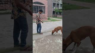 Dog Feeding video doglover dog [upl. by Neahs]